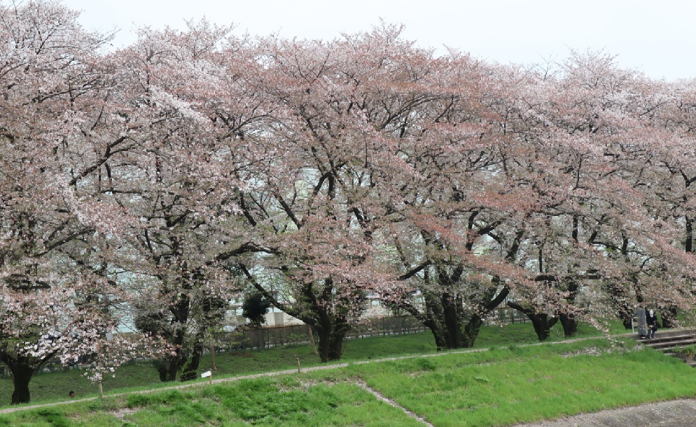 清瀬市柳瀬川沿い（台田団地前）の桜 2023年3月31日
